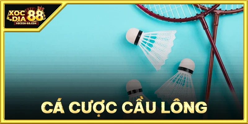 Cá Cược Cầu Lông