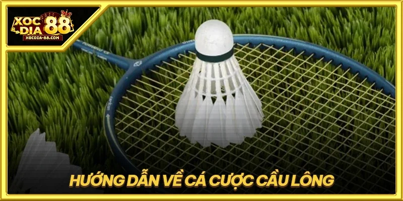 Hướng dẫn về cá cược cầu lông